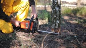 Best Tree Removal  in Wayland, MI